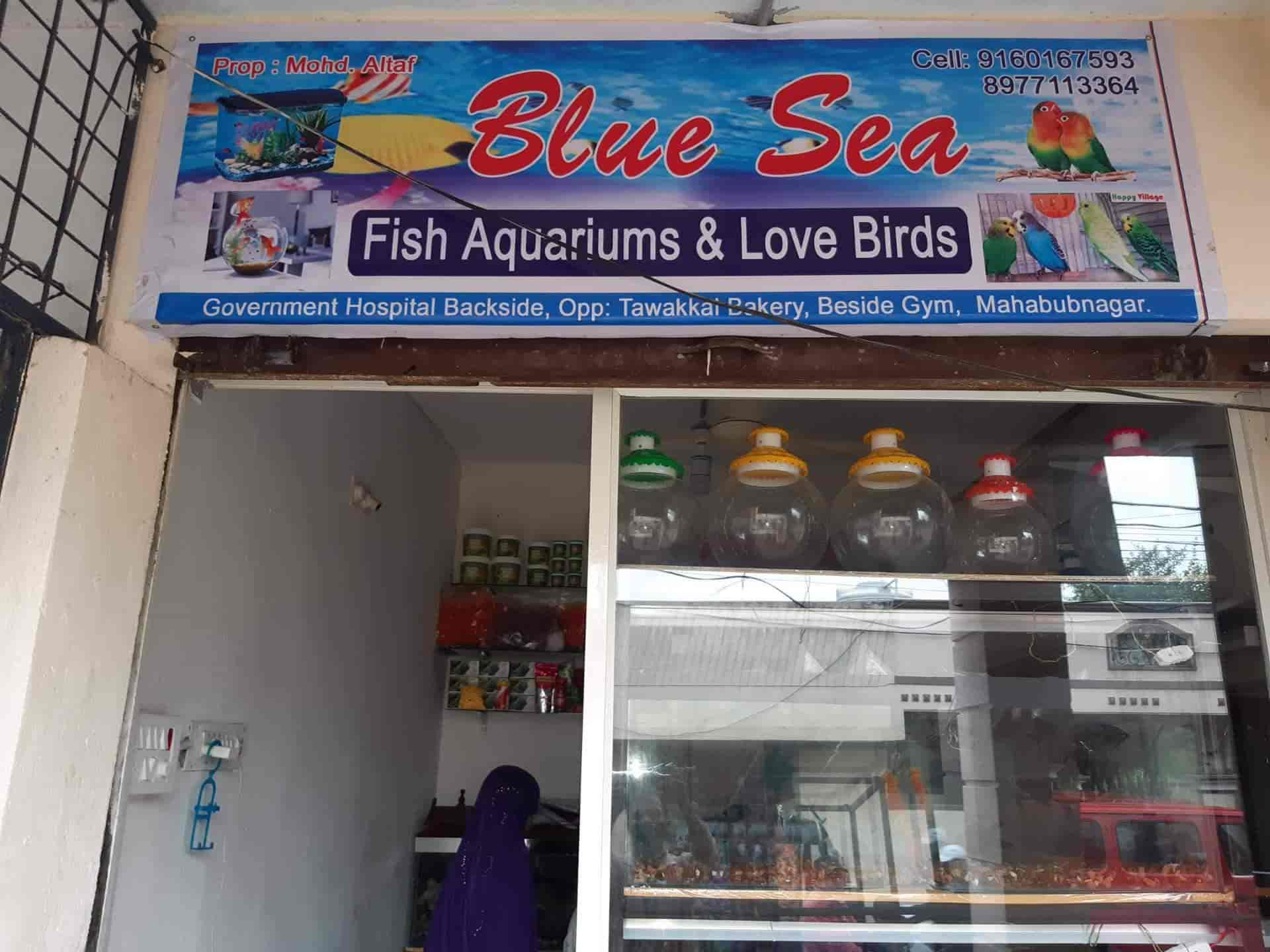 Nearest fish aquarium clearance store