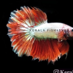 Top Aquarium Half Moon Siamese Fighting Fish Dealers in Malappuram ...