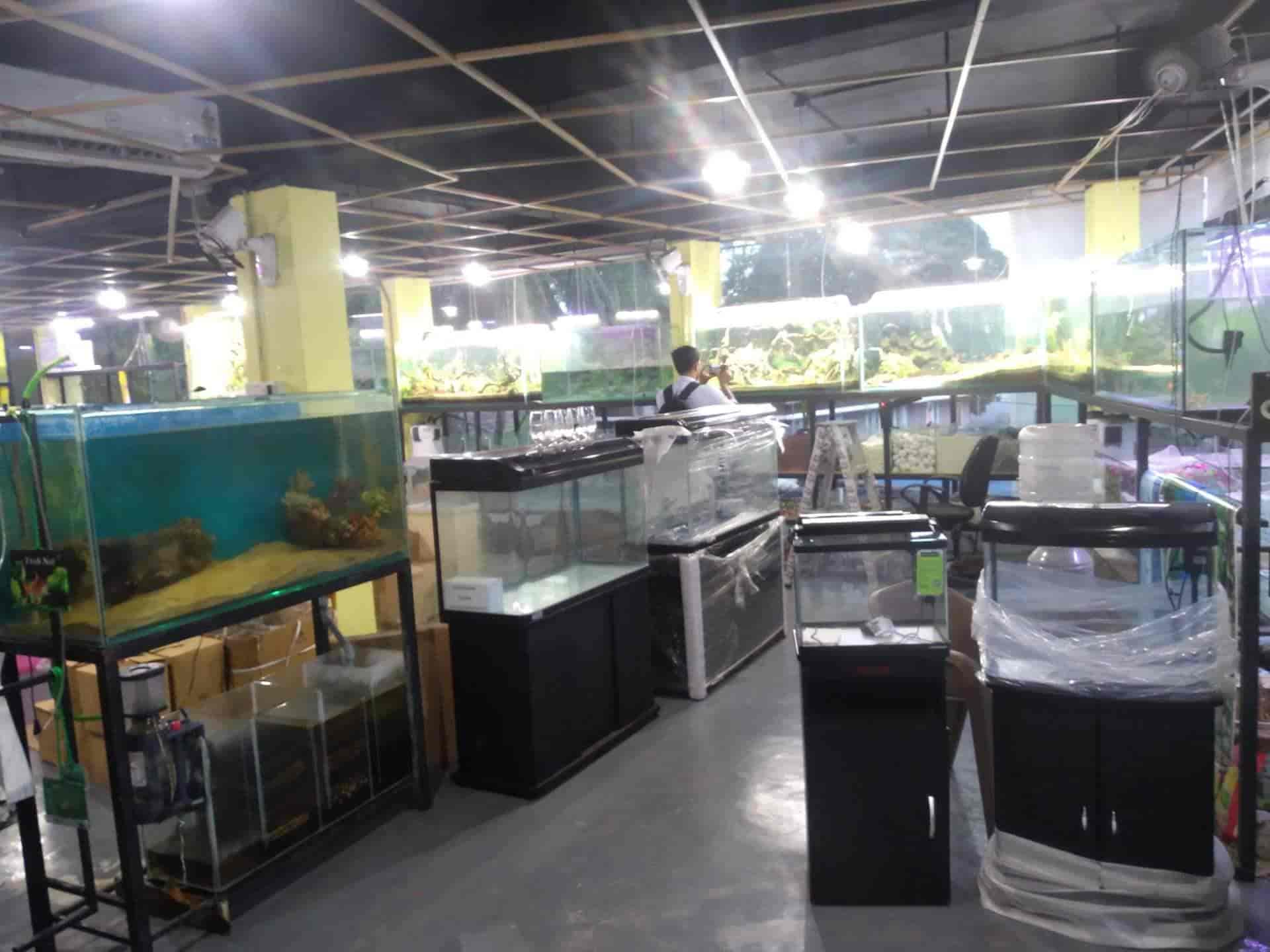 Aquarium Shop Bangalore Aquarium Fish Wholesalers Near Me Cheapest