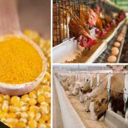 Top Animal Feed Manufacturers in Malda - Best Animal Food Manufacturers  near me - Justdial