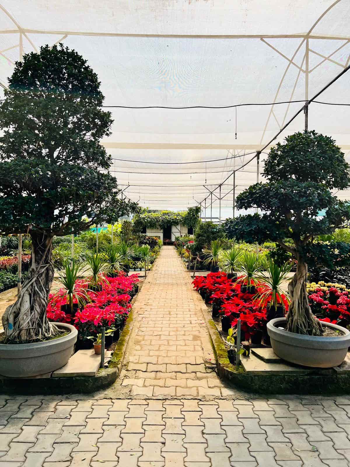 Top Plant Nurseries in Malerkotla,Sangrur Best Government Plant