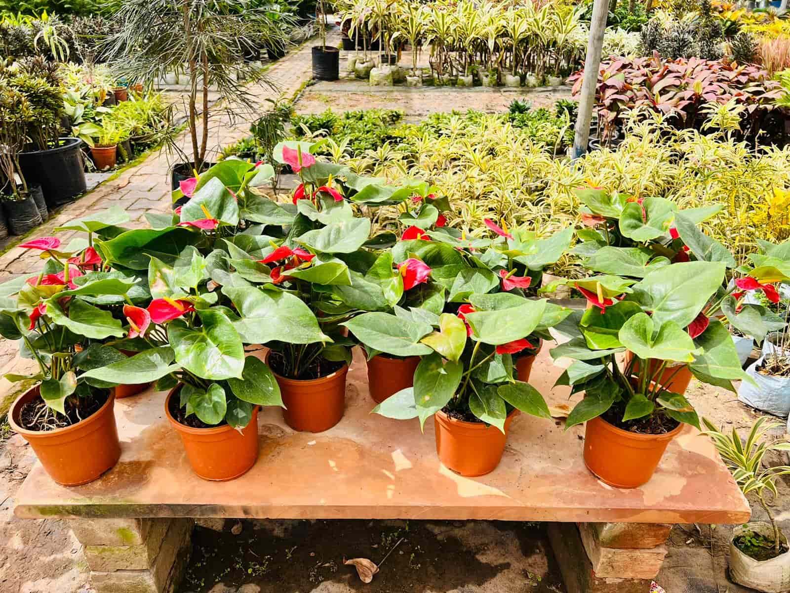 Top Plant Nurseries in Malerkotla,Sangrur Best Government Plant