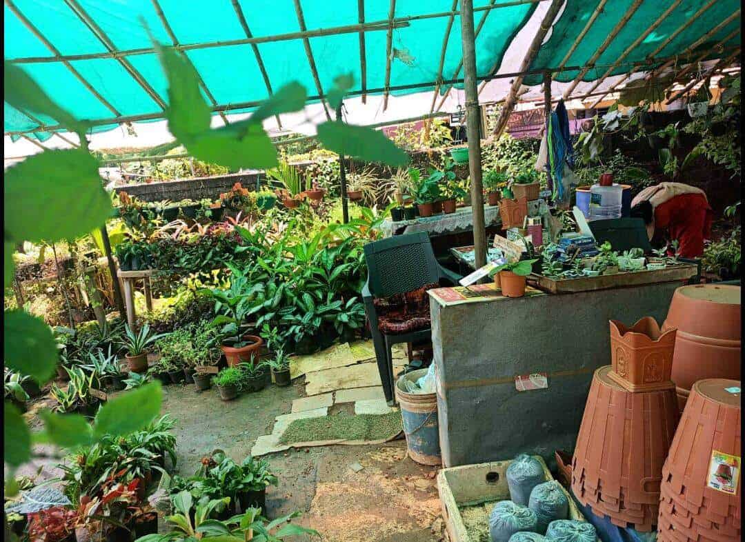 Top Plant Nurseries in Ballalbagh,Mangalore Best Government Plant