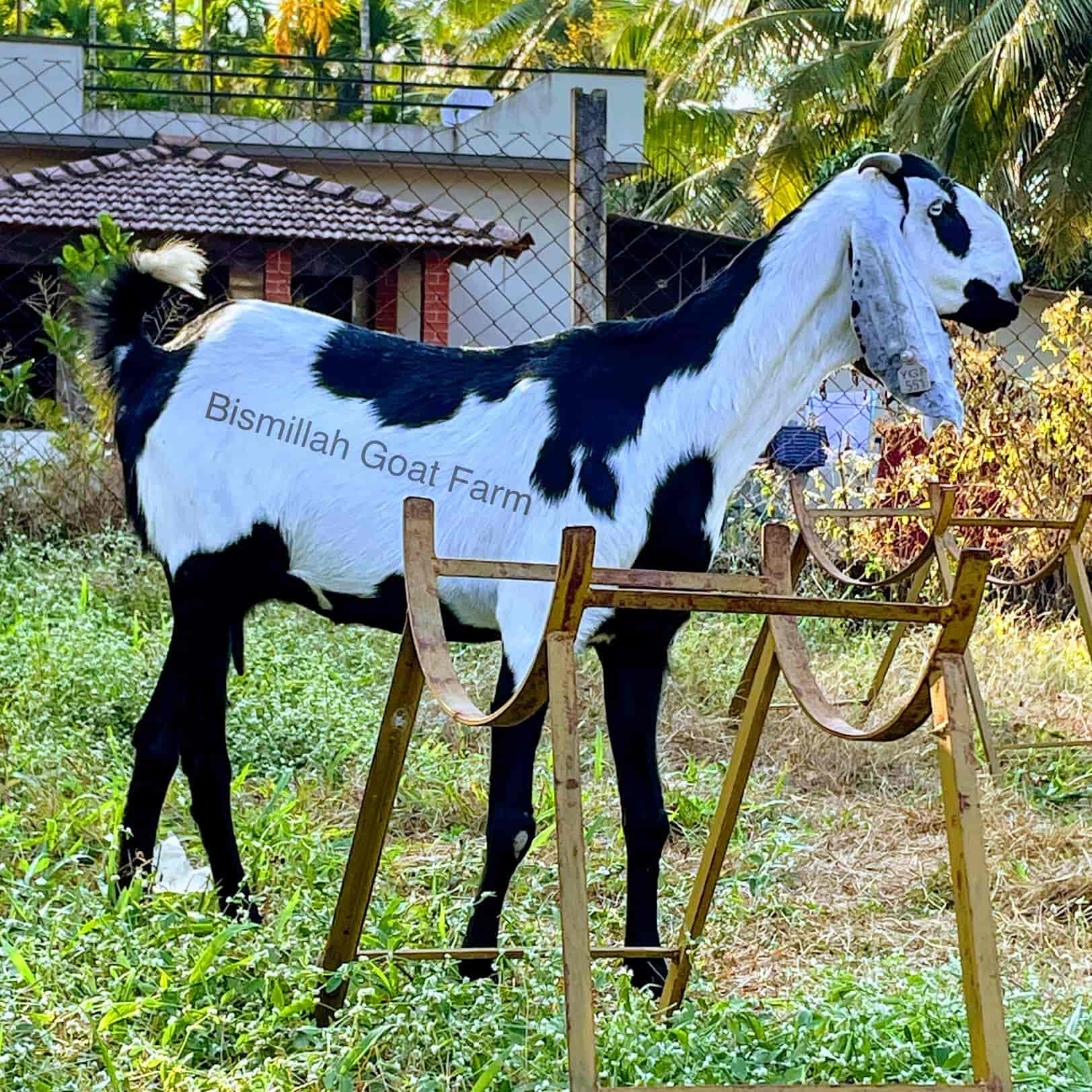 Top Goat Farming in Sullia Dakshina Kannada, Mangalore - गोआट फार्मिंग, मंगलौर - Justdial Top Goat Farming in Sullia Dakshina Kannada, Mangalore - गोआट फार्मिंग, मंगलौर - Justdial