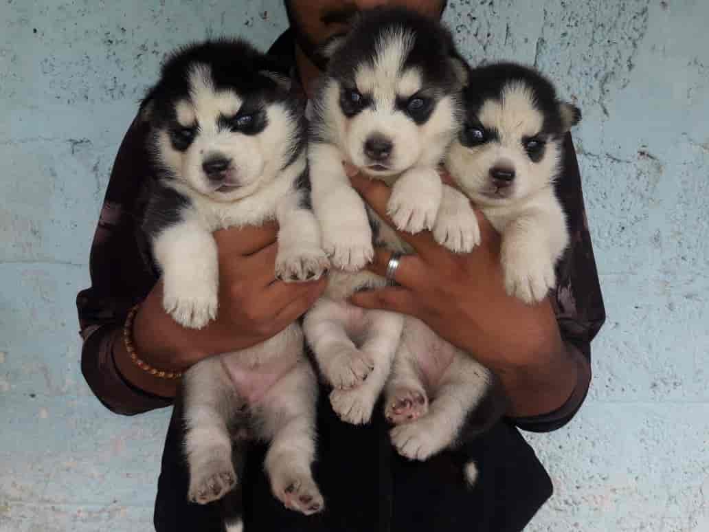 Canins Pet Shop & Aquarium, Bejai Pet Shops For Dog in Mangalore