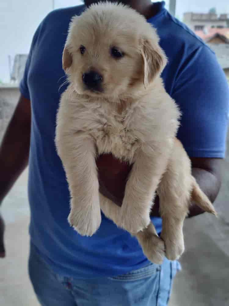 Top Dog Training Centres in Kasaragod Best Pets Training near me