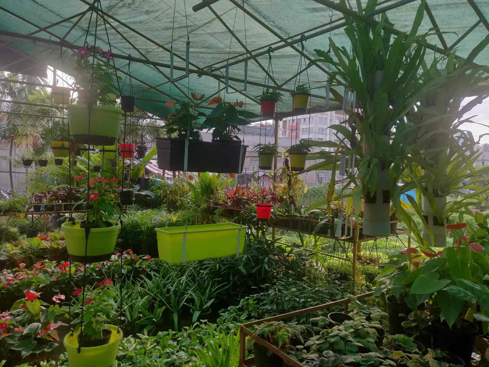 Sahyadri Nursery Landscaping And Garden Contractor Ujjodi Plant Nurseries In Mangalore Justdial