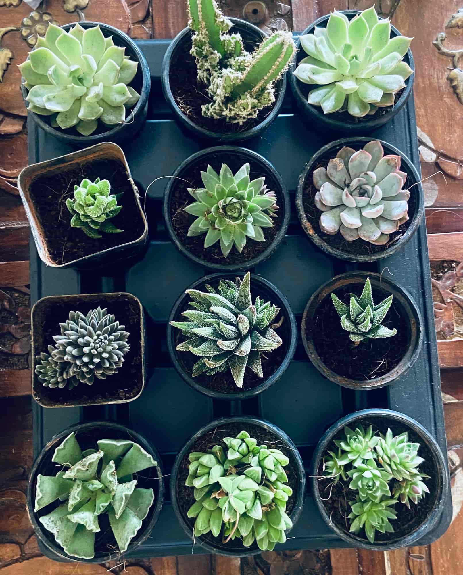 Top Plant Nurseries in Ballalbagh,Mangalore Best Government Plant