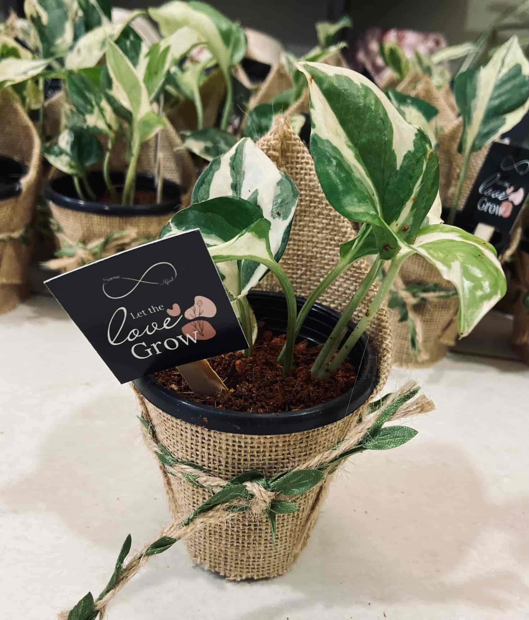 Top Plant Nurseries in Ballalbagh,Mangalore Best Government Plant