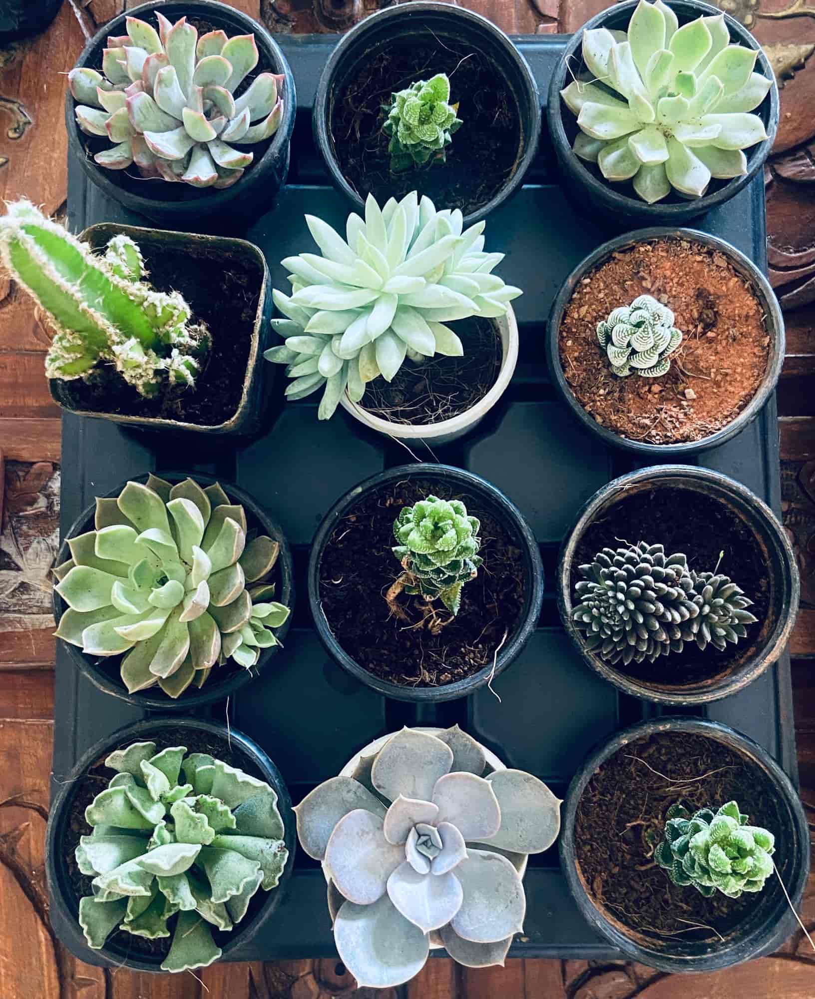 Top Plant Nurseries in Ballalbagh,Mangalore Best Government Plant