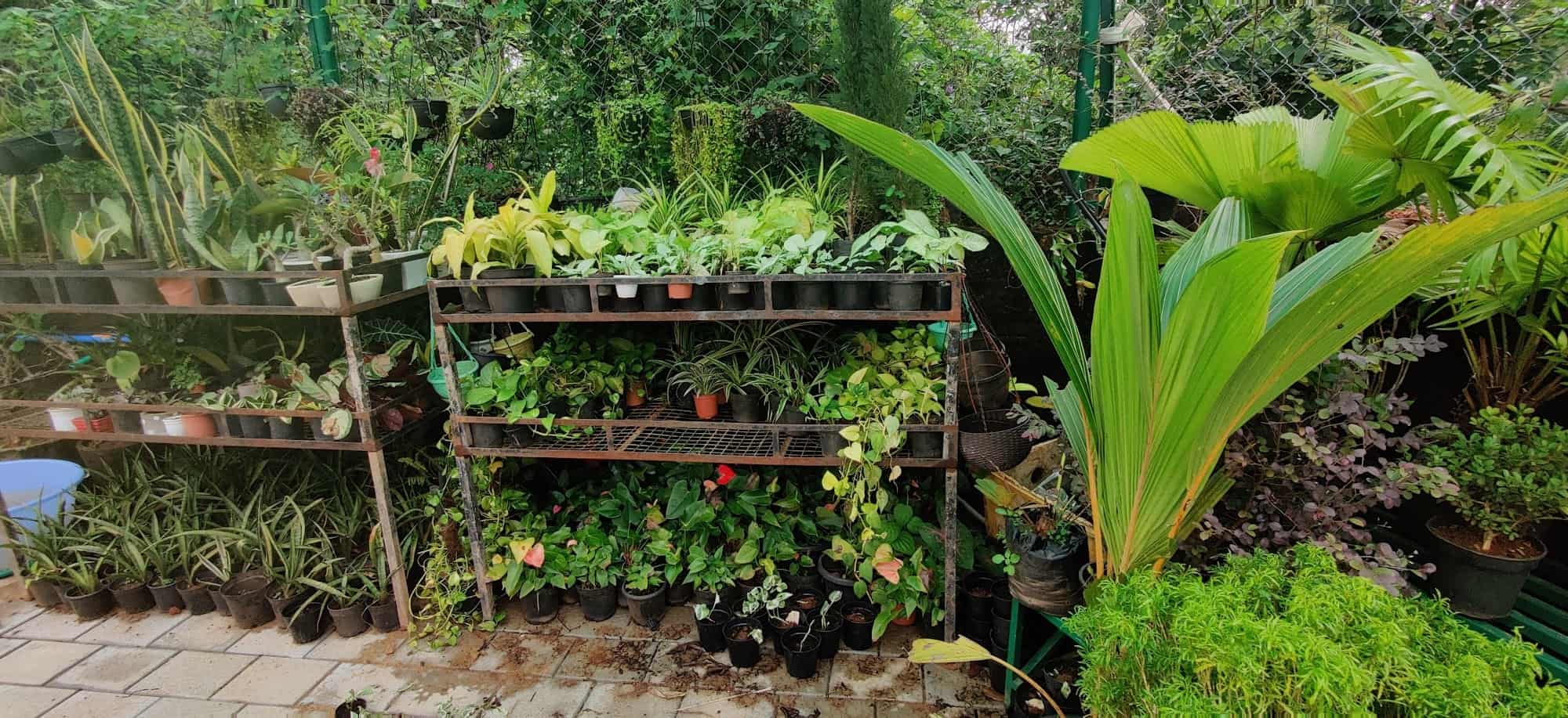 Top Plant Nurseries in Ballalbagh,Mangalore Best Government Plant