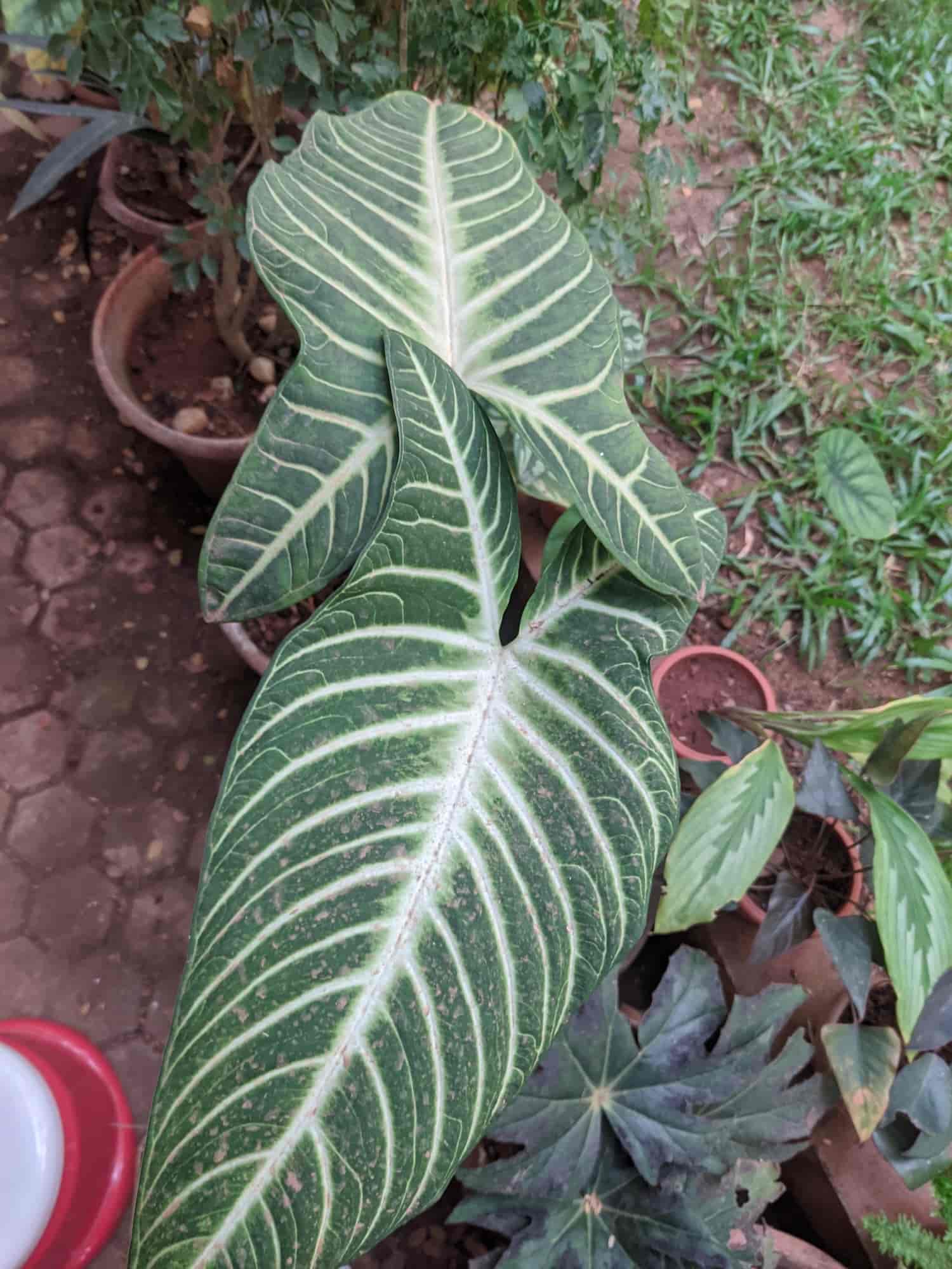 Top Plant Nurseries in Ballalbagh,Mangalore Best Government Plant