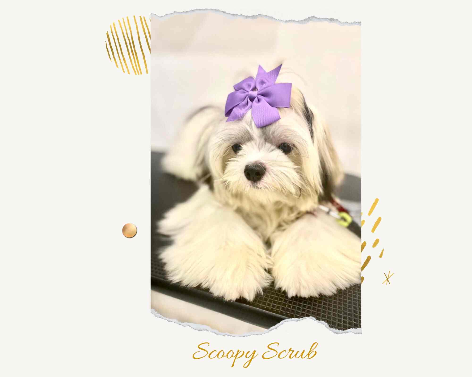 Scoopy Scrub Pet Salon in Yeyyadi,Mangalore Best Pet Grooming Services in Mangalore Justdial