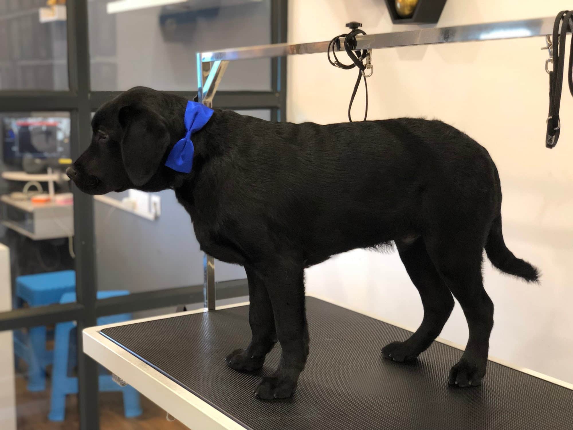 Scoopy Scrub Pet Salon in Yeyyadi,Mangalore Best Pet Grooming Services in Mangalore Justdial