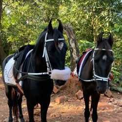 Matheran Horse Riding in Dasturi,Matheran - Best Adventure Sports
