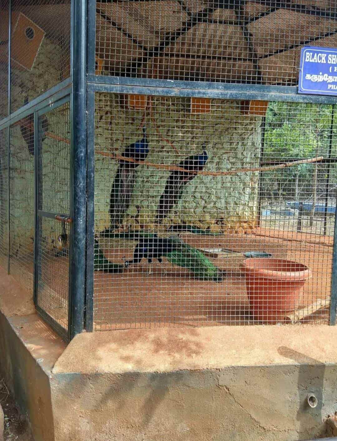 Pet 2024 zoo dimond