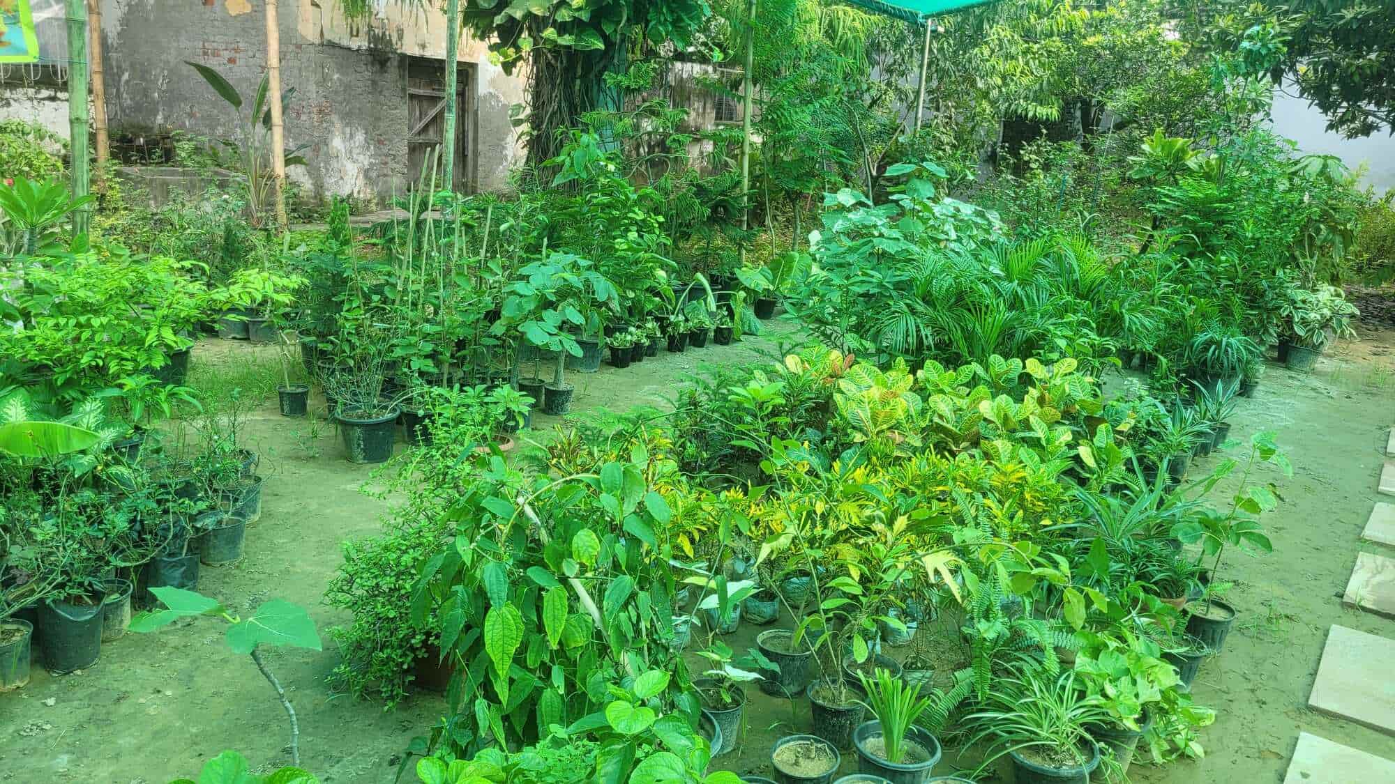 Top Plant Nurseries in Meerut Best Goverment Plant Nurseries near me