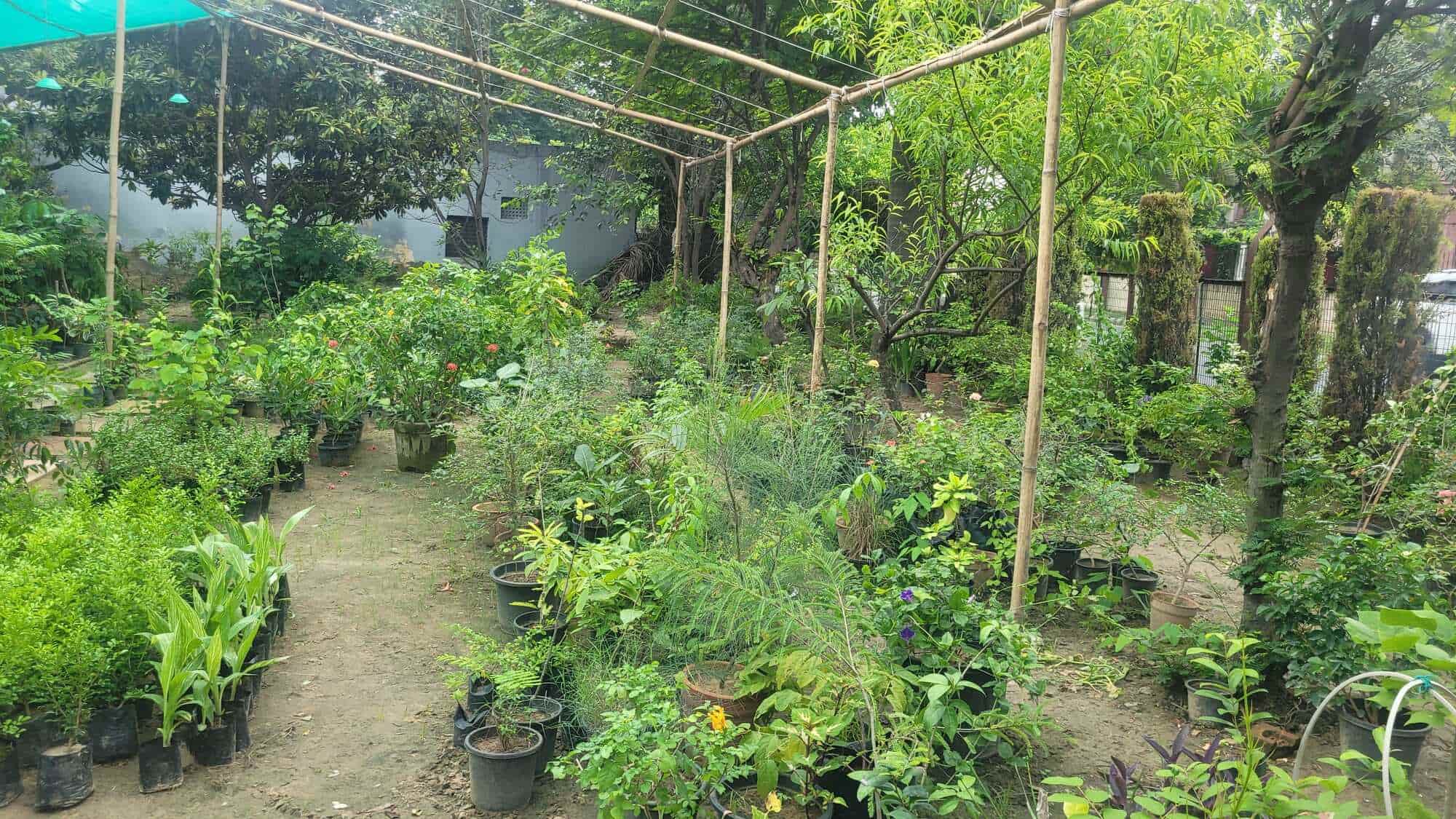 Top Plant Nurseries in Meerut Best Goverment Plant Nurseries near me
