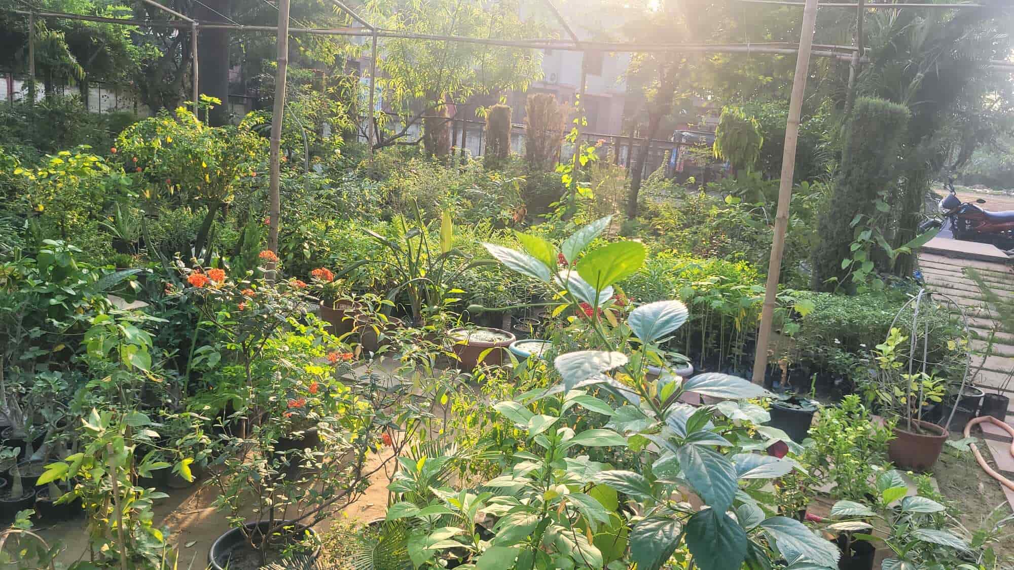 Top Plant Nurseries in Meerut Best Goverment Plant Nurseries near me