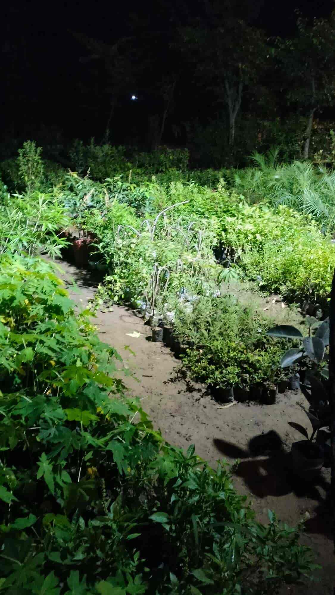 Top Plant Nurseries in Meerut Best Goverment Plant Nurseries near me