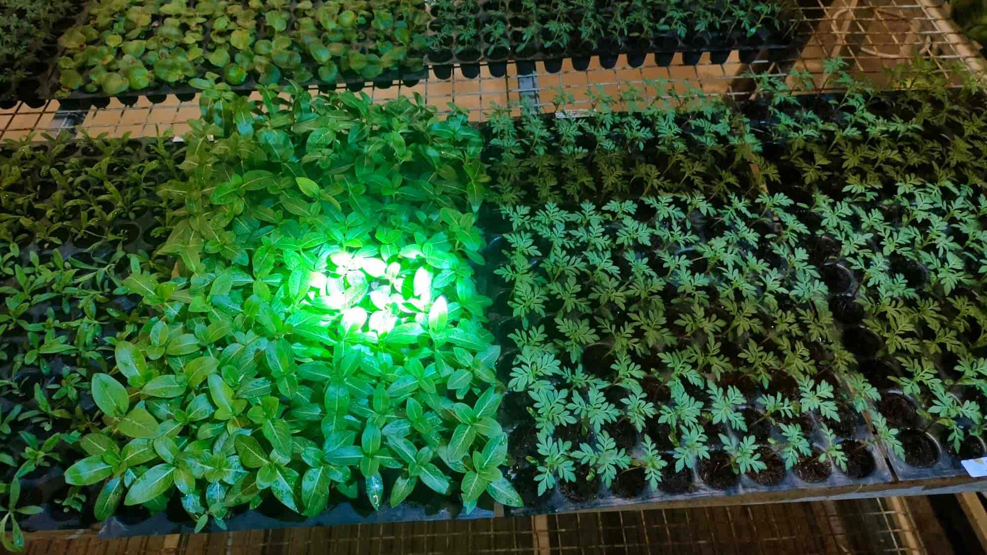 Top Plant Nurseries in Meerut Best Goverment Plant Nurseries near me