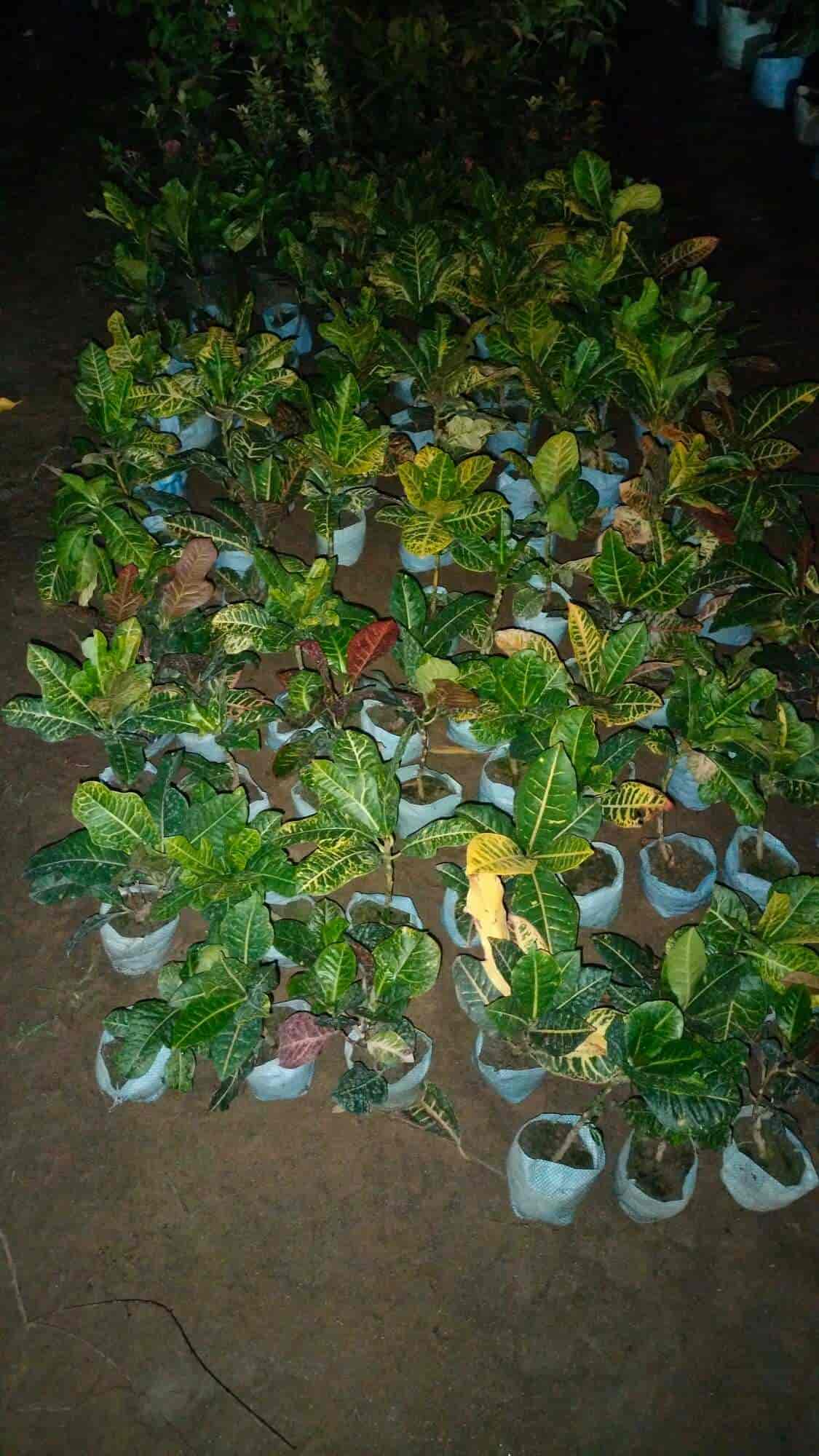 Top Plant Nurseries in Meerut Best Goverment Plant Nurseries near me