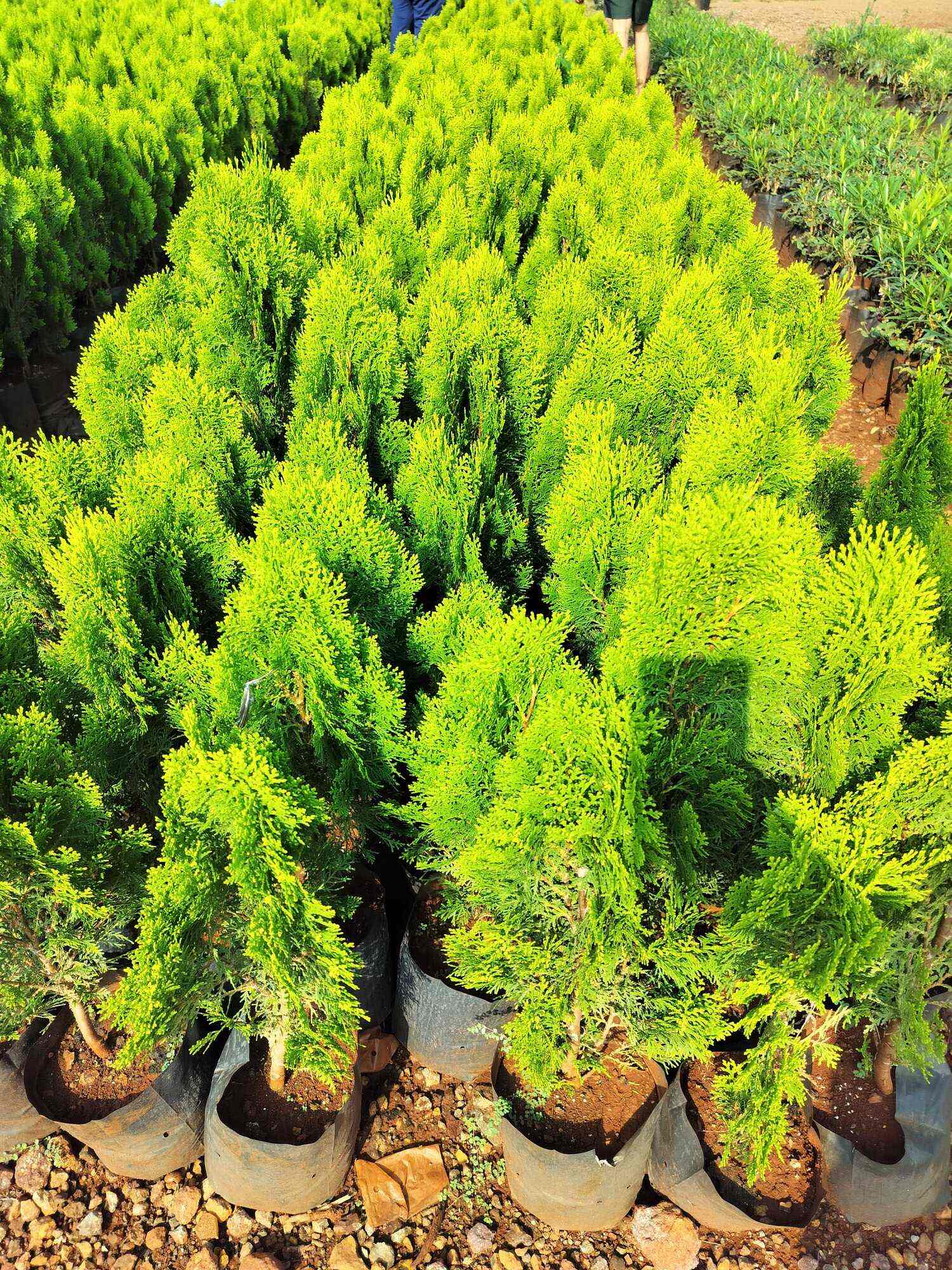 Top Plant Nurseries in Meerut Best Goverment Plant Nurseries near me