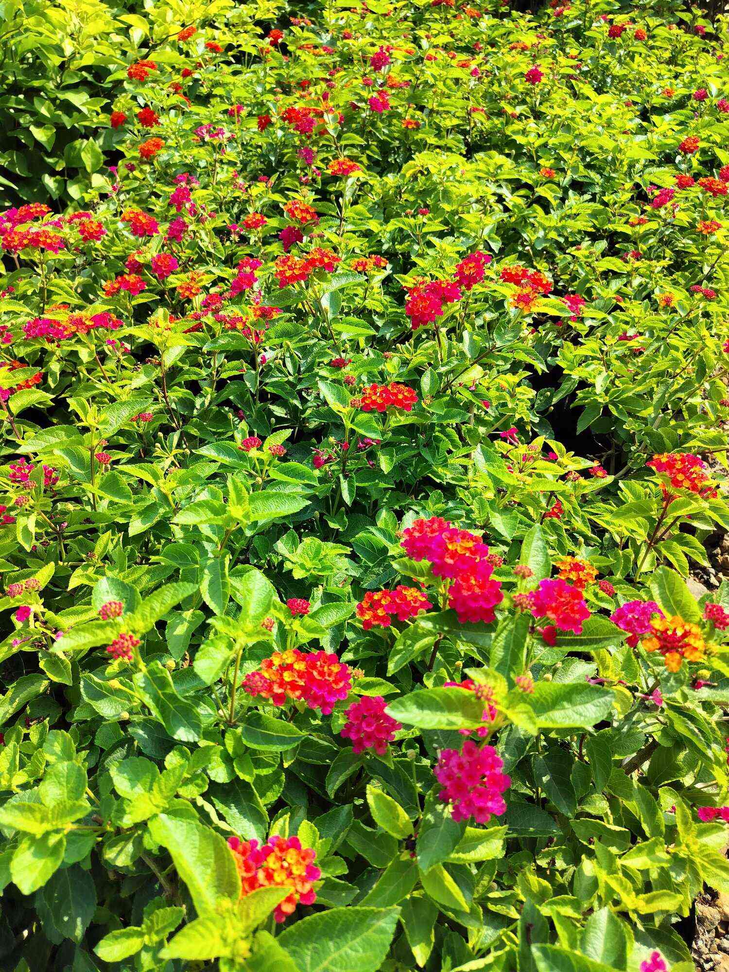 Top Plant Nurseries in Meerut Best Goverment Plant Nurseries near me