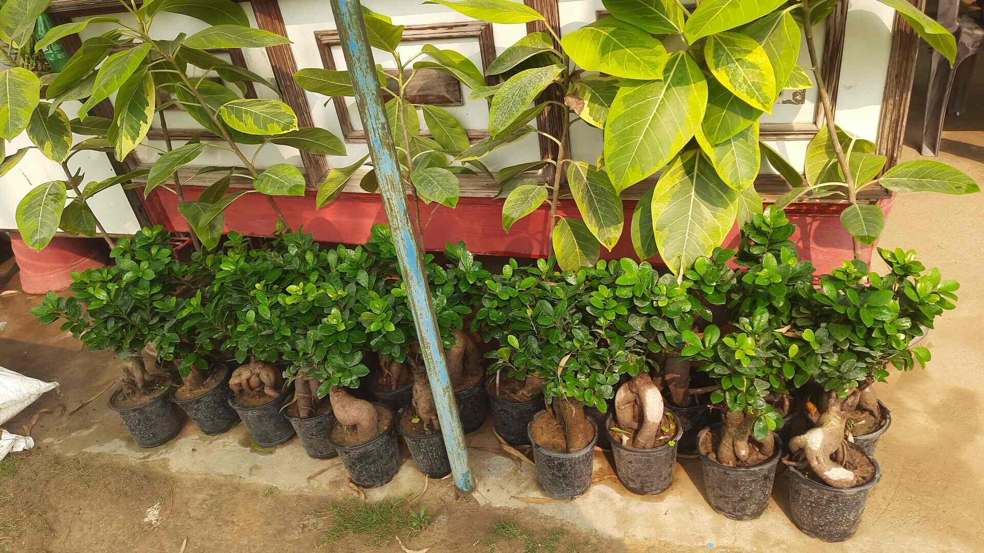 Top Plant Nurseries in Meerut Best Goverment Plant Nurseries near me