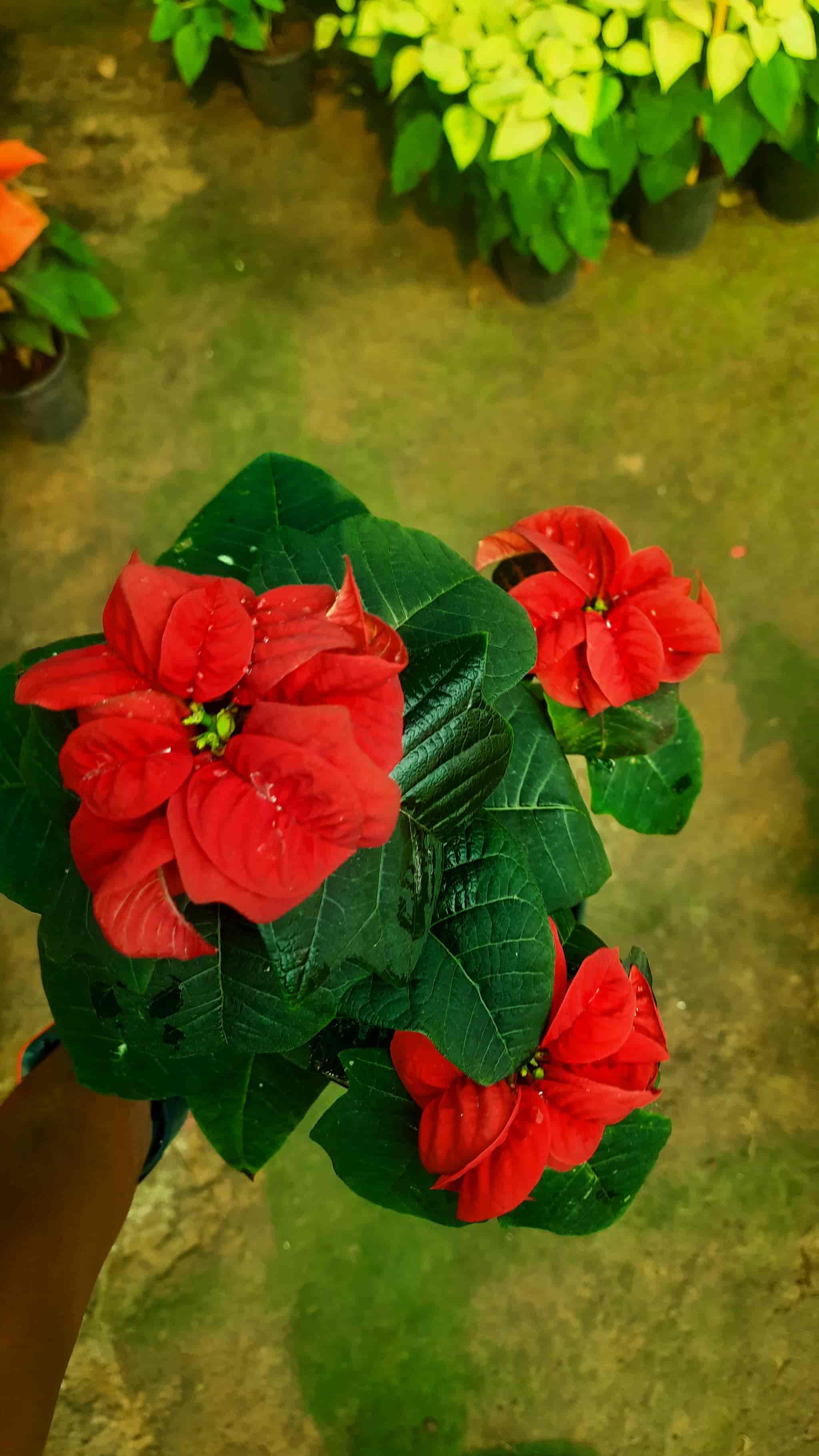 Top Organic Plant Nurseries in Meerut near me Justdial