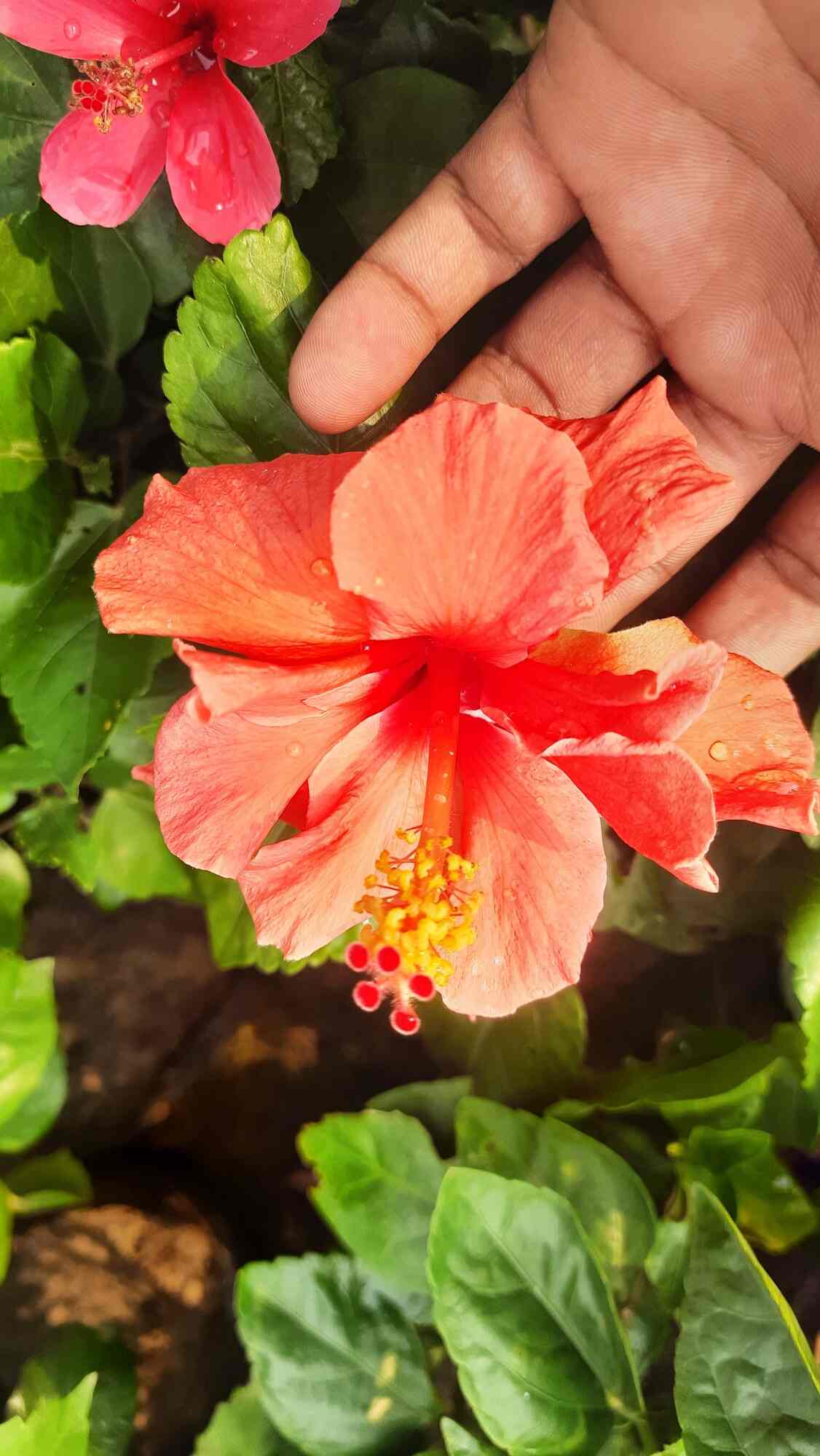 Top Plant Nurseries in Meerut Best Goverment Plant Nurseries near me