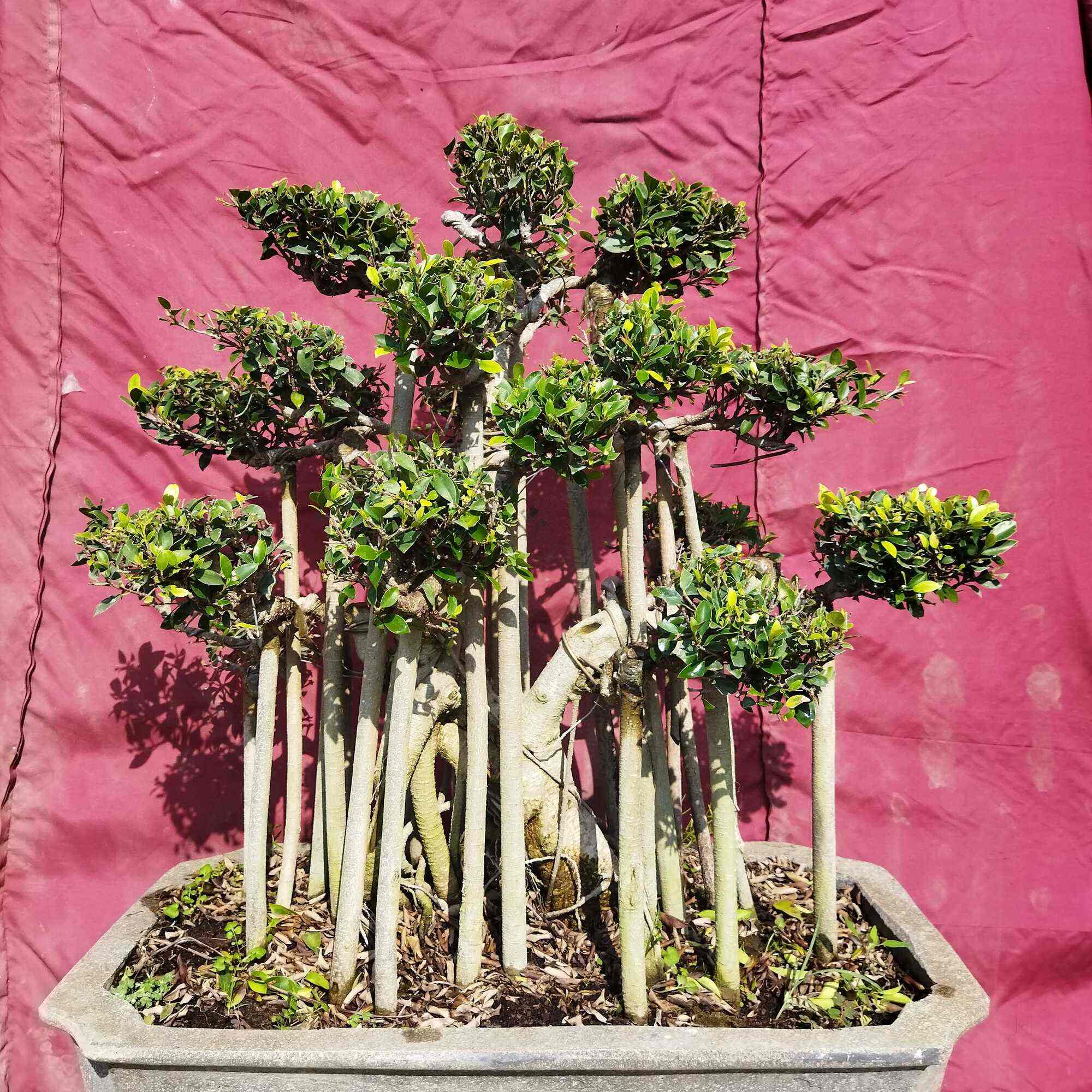 Top Sandalwood Plant Nurseries in Meerut सन्दलवुड प्लांट नर्सरीज