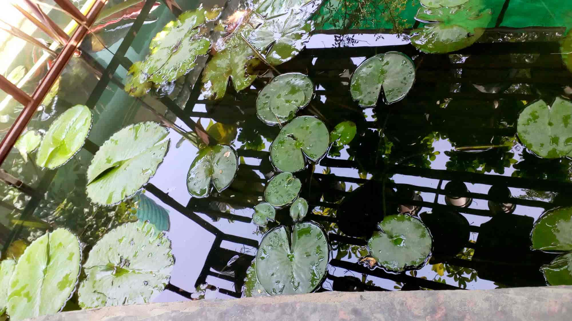 Top Plant Nurseries in Meerut Best Goverment Plant Nurseries near me