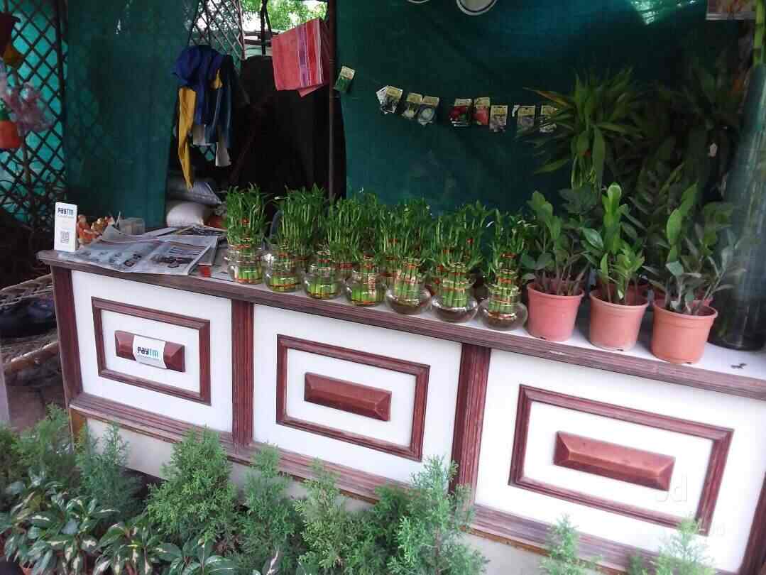 Top Plant Nurseries in Meerut Best Goverment Plant Nurseries near me