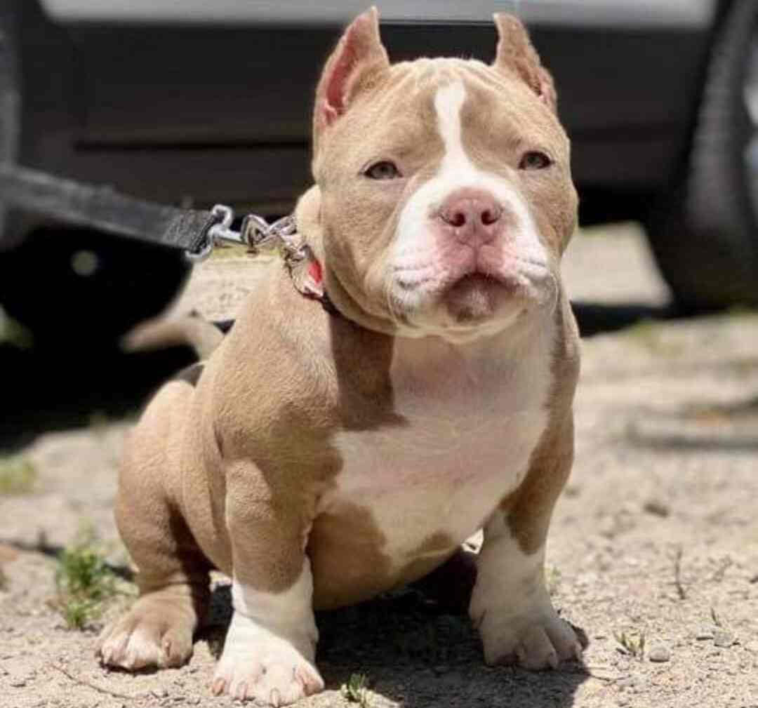 Meerut Dog in Modipuram,Meerut Best Kennel Service in Meerut Justdial
