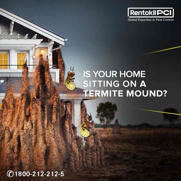 Pci Pest Control Pvt Ltd in Delhi Road Meerut,Meerut Best Pest