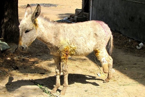 Shiv Ganga Animal Helpline in Mehsana Industrial Estate,Mehsana - Best Animal Welfare Organisations in Mehsana - Justdial Shiv Ganga Animal Helpline in Mehsana Industrial Estate,Mehsana - Best Animal Welfare Organisations in Mehsana - Justdial