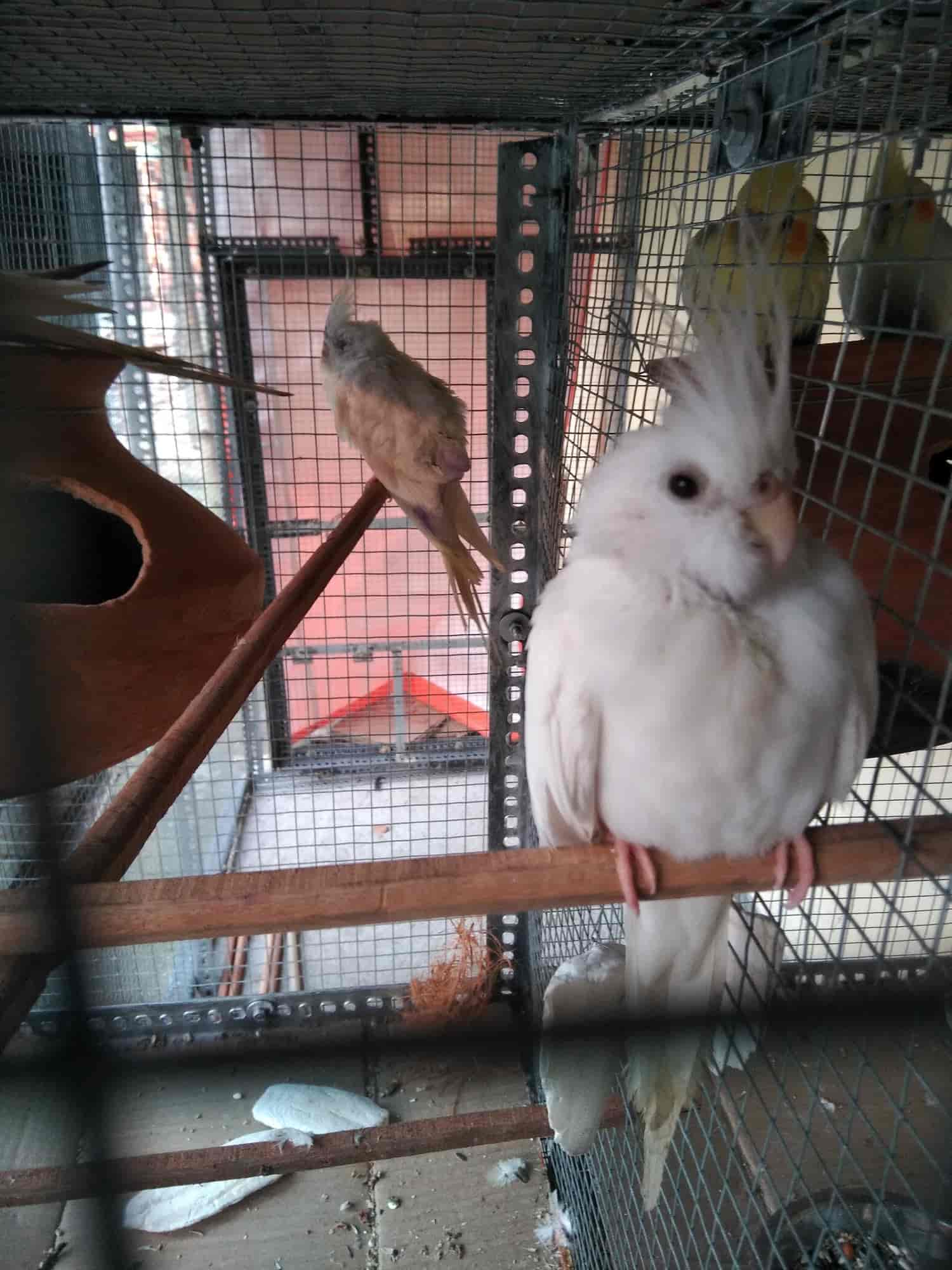 Bird outlet shop nearby