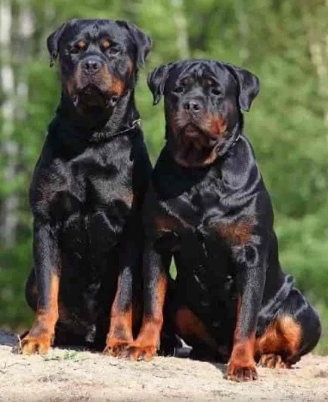 Top Pet Shops For Rottweiler Dog in Allahabad Best Pet Stores For Rottweiler Dog Justdial