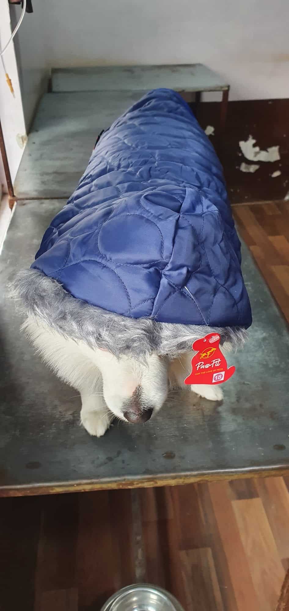 Top Pet Accessory Dealers in Moga Best Pet Accessory Shops near me