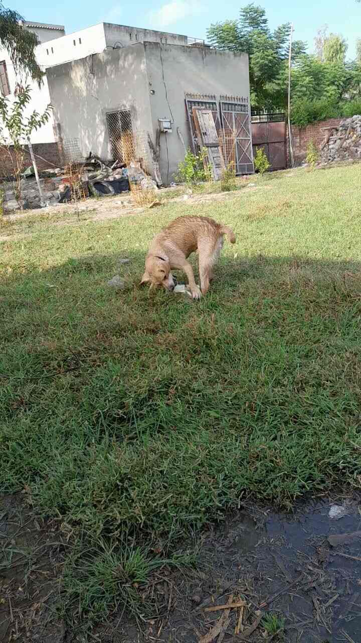 Top Farm House in Dharamkot, Moga near me Justdial