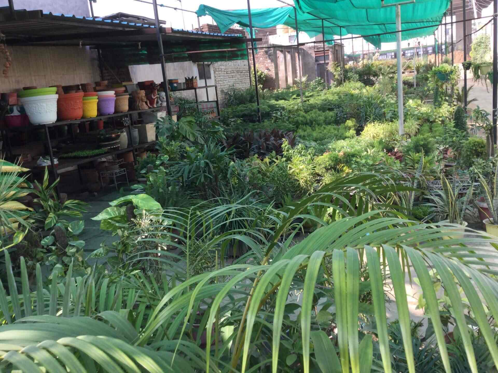 Raj Nursery, Kharar Plant Nurseries in Mohali, Chandigarh Justdial