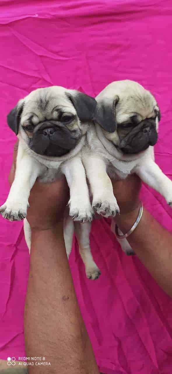 Top Pet Shops in Chandigarh Best Pet Store near me Justdial