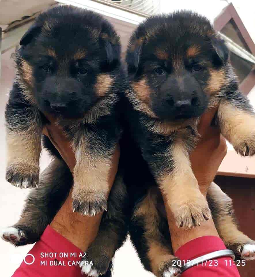 German shepherd pet deals shop
