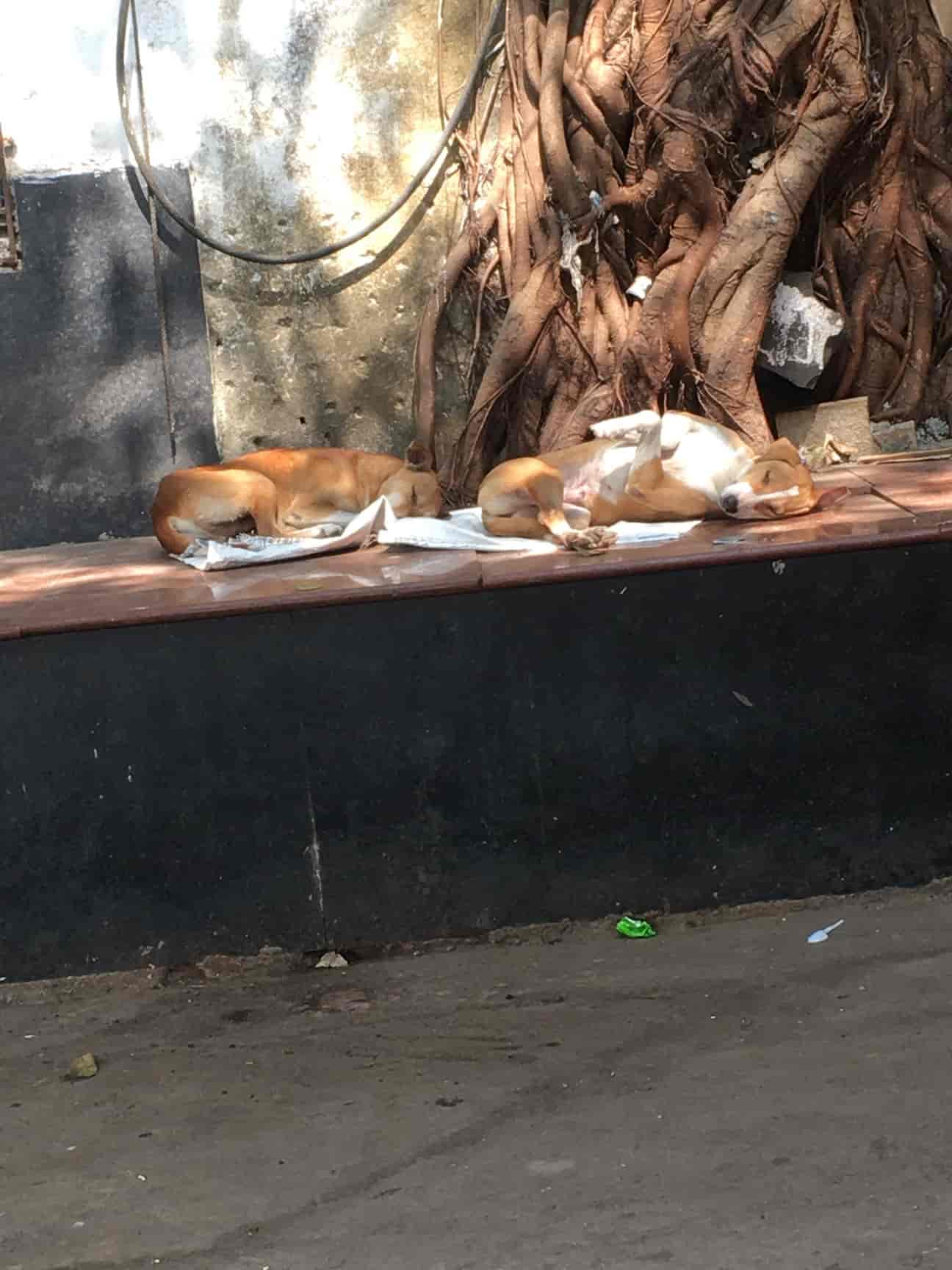 Top Dog Sterilising Centres in Mira Road East Best Dog Sterilizing