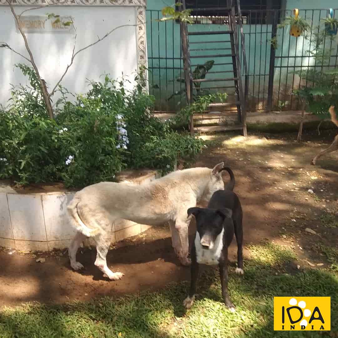 Top Veterinary Hospitals in Mumbai Best Veterinary Doctors near me