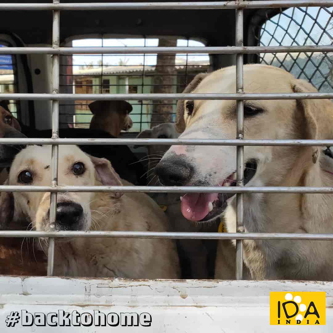 Top Veterinary Hospitals in Mumbai Best Veterinary Doctors near me