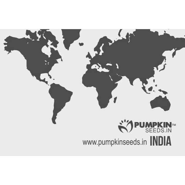 Catalogue Pumpkin Seeds India Company in Sandhurst Road , Mumbai