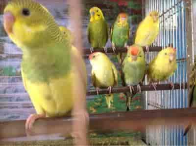 Top Pet Shops For Birds in Kurla East 