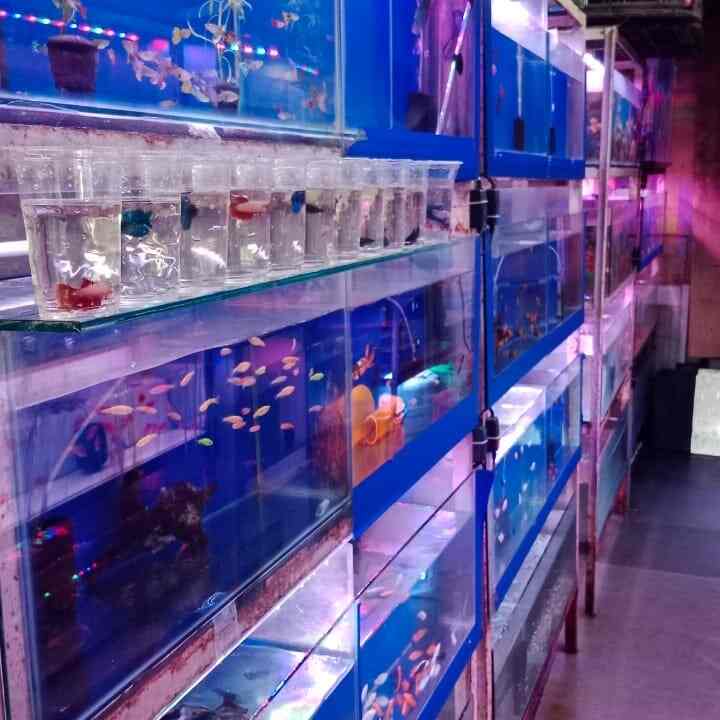 Top Pet Shops in Mumbai Best Pet Store near me Justdial